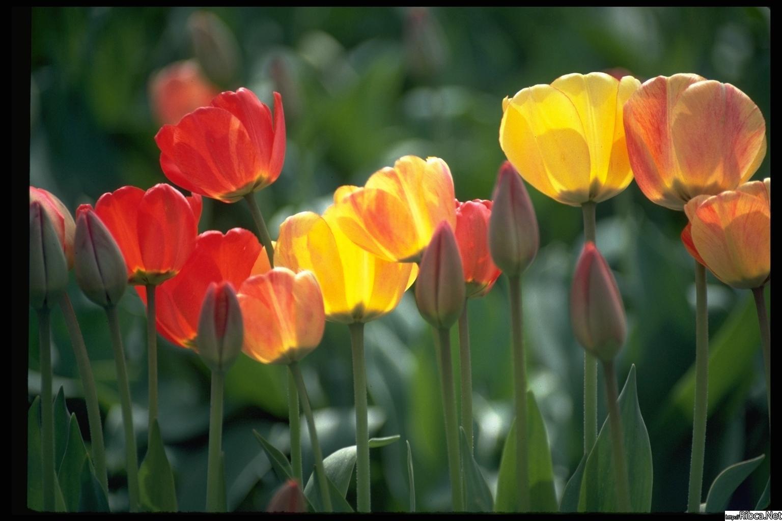 Многоцветный Тюльпан