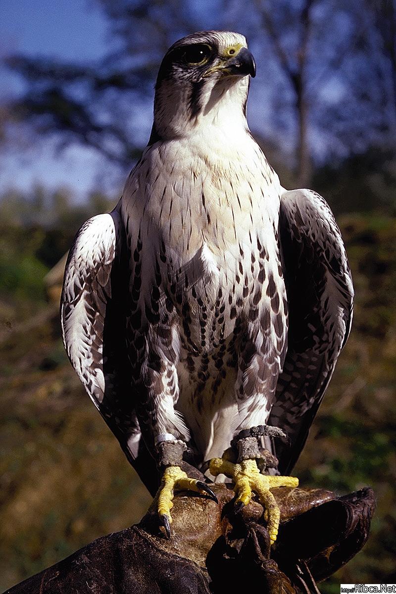 Хищные птицы. Хищники.