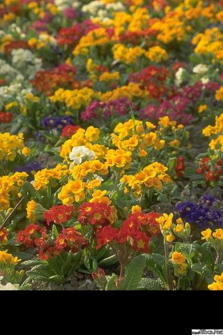 gallery_243_128927.jpg